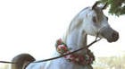 Araxá recebe VI Exposição Ouro de Minas e Open House de Cavalo Árabe
