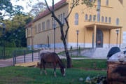 VOCÊ NO DIÁRIO: Cavalo pastando no novo jardim da Igreja do Barreiro