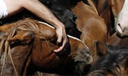 Cavalos são furtados do curral do Zoonoses