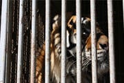 Deputados votam projeto que proíbe animais em circos