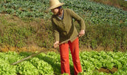 Consea destaca importância da agricultura familiar