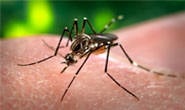 Centro de Referência em Zoonoses realizará blitz contra a Dengue