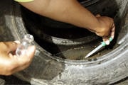 Casos de dengue caem 24%; mortes têm redução de 25%