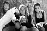Abrigo Mãos de Assis lança campanha de adoção de cães