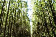 Minas fortalece gestão de unidades de conservação e ações de fomento florestal