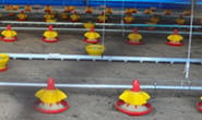 Projeto Granja inaugura mais um galpão de avicultura