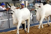 IMA torna obrigatório o exame de brucelose para animais em leilões de rebanho geral
