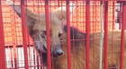 Lobo-guará é visto no Centro e capturado pelos Bombeiros