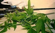 Jovem que cultivava maconha em casa é preso