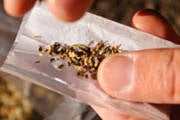Adolescentes são flagrados com maconha