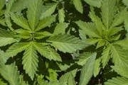 PM prende irmãos que cultivavam maconha