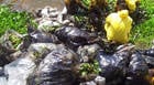 Vazamento de óleo no Lago Norte é contido