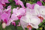 Araxá recebe Feira de Orquídeas na próxima semana