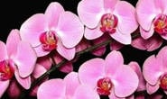 Araxá recebe exposição de orquídeas entre os dias 8 e 10