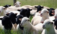 Minas elimina ICMS para ovinos e caprinos