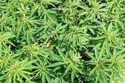Polícia encontra televisão furtada escondida junto a pé de maconha