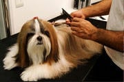 Pet shops terão de manter veterinário para inspeções diárias
