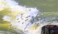 PM Meio Ambiente divulga balanço da Piracema