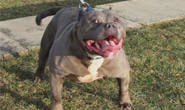 Morador denuncia pit bulls soltos no Armando Santos