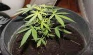 Mãe flagra filho plantando maconha em casa e chama a polícia