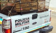 PM apreende pássaros da fauna silvestre