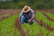 Preços ao produtor rural subiram 20,84% nos últimos 12 meses