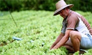 Publicados procedimentos para produtores renegociarem dívidas com a União
