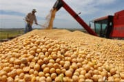 Produção mineira de soja pode atingir 2,7 milhões de toneladas