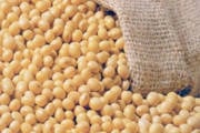 Produção de soja em Minas Gerais deve crescer 8,6%