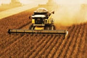 Produção mineira de soja aumenta 7,4%