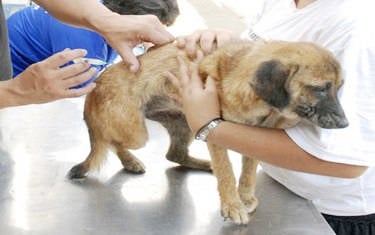Cães e gatos são vacinados contra a raiva em Araxá