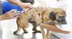 Cães e gatos são vacinados contra a raiva
