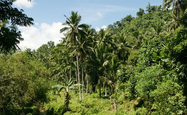 Propriedades rurais de Araxá que trabalham dentro da lei florestal recebem certificados