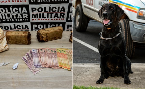 Cadela Meg localiza e Polícia Militar apreende mais de um quilo de maconha no São Geraldo