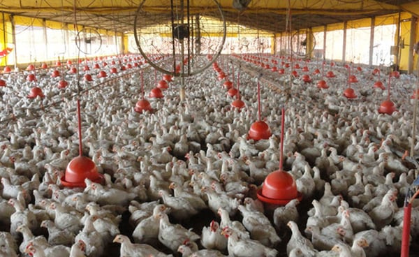 IMA publica portaria com ações preventivas à gripe do frango