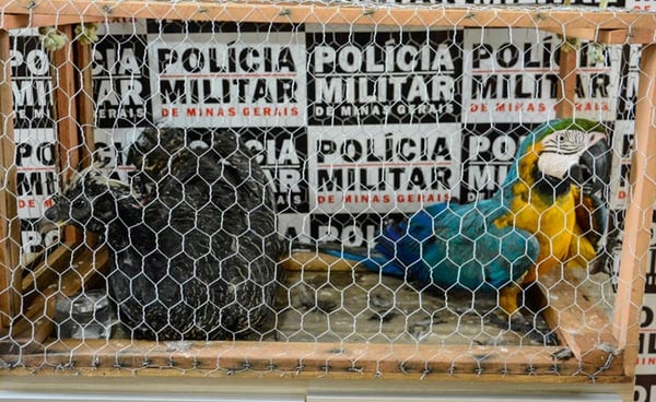 Polícia Militar apreende pássaros da fauna silvestre no Bom Jesus