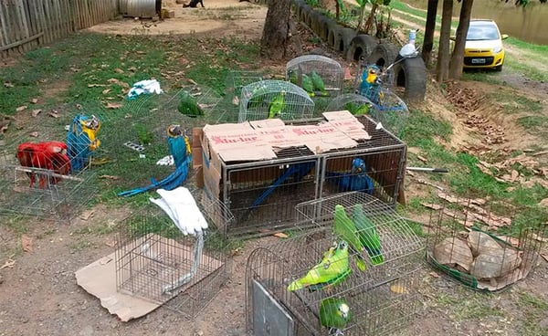 Ações contra tráfico de animais aplicam mais de R$ 1 milhão e meio em multas