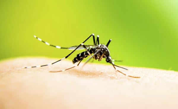 Prefeitura divulga dados da dengue em Araxá