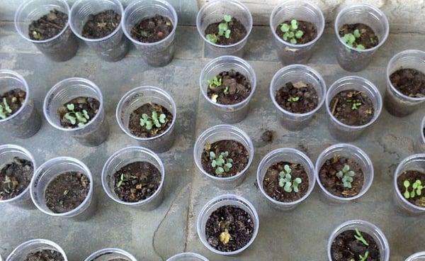 Prefeitura lança o projeto “Defesa Sanitária Vegetal”
