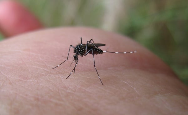 Araxá tem casos de zika vírus e chikungunya em investigação