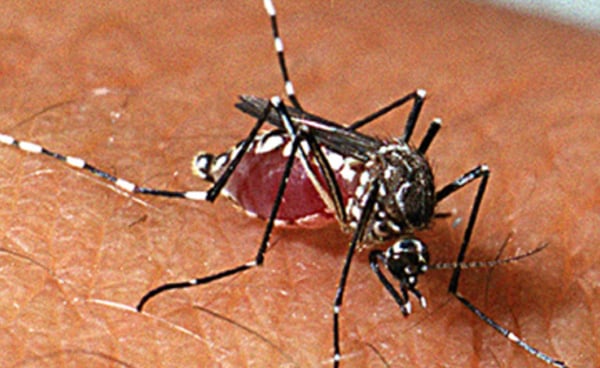 Larvas do Aedes aegypti podem estar nos lugares mais inesperados
