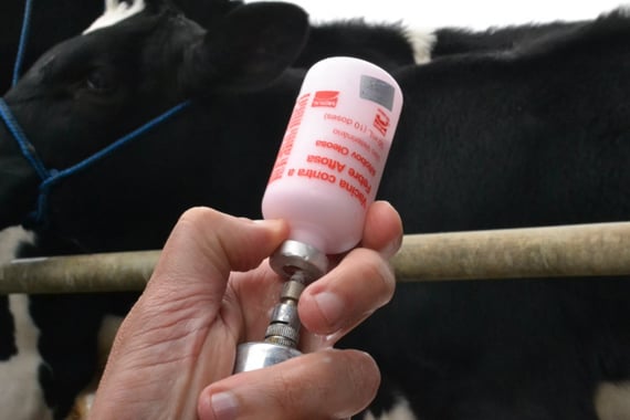 Campanha de vacinação contra a febre aftosa começa em 1º de maio