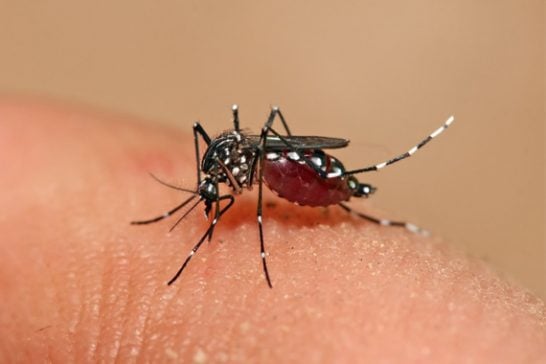 Estudo detecta marcador biológico que facilita diagnóstico da dengue hemorrágica