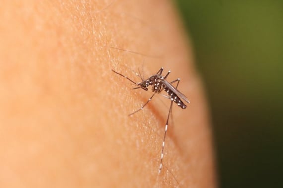 Araxá tem 10 casos suspeitos de zika vírus