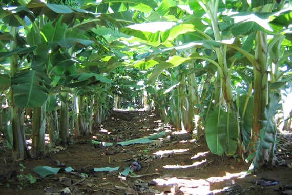 IMA reforça vigilância para evitar a entrada de bananas com sigatoka negra no Estado