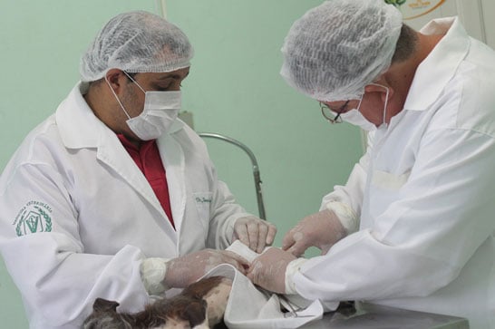 Cerca de 500 cães já foram castrados gratuitamente pela Secretaria Municipal de Sáude