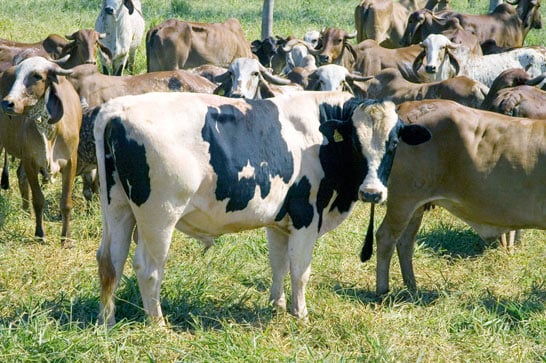 Carne produzida em Minas Gerais mostra qualidade e exportações avançam