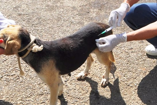 Prefeitura anuncia início da campanha de vacinação antirrábica animal na zona rural