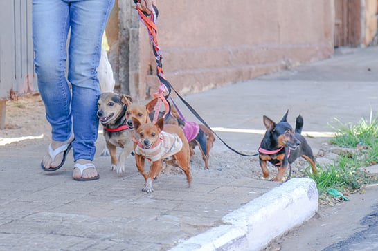 Vacinação antirrábica começa na próxima segunda