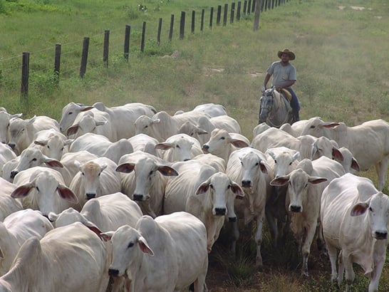 Segunda etapa da vacinação do gado contra aftosa em Minas começa na próxima quarta